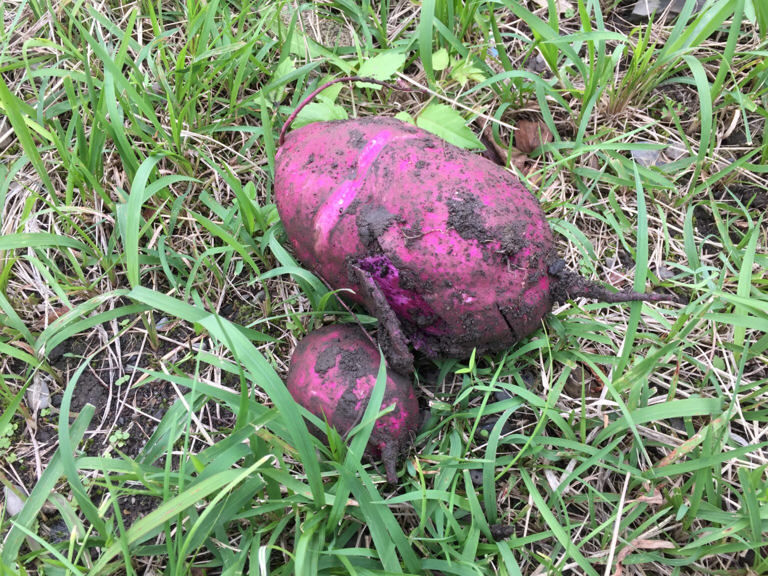 the-first-purple-sweet-potato-harvest-the-ikigai-diet